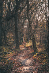 A mysterious path in autumn forest