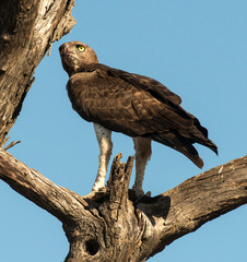 Aigle martial, Polemaetus bellicosus, Martial Eagle