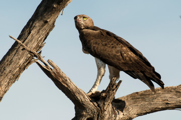 Aigle martial, Polemaetus bellicosus, Martial Eagle