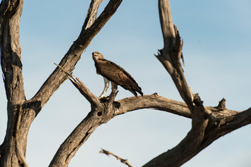 Aigle martial, Polemaetus bellicosus, Martial Eagle