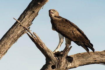 Aigle martial, Polemaetus bellicosus, Martial Eagle