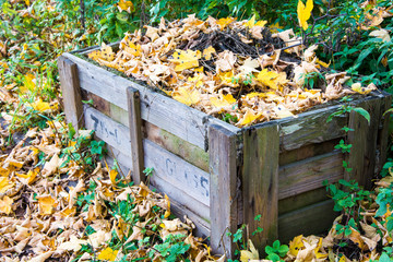 Żółte liście w starej skrzyni