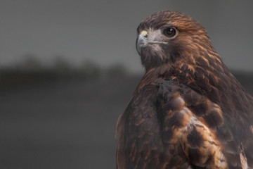 Closeup Half Body Shot of Harris's Hawk Bay-winged Hawk or Dusky Hawk