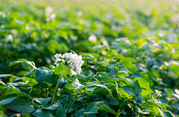 White flowers of blooming potatoes