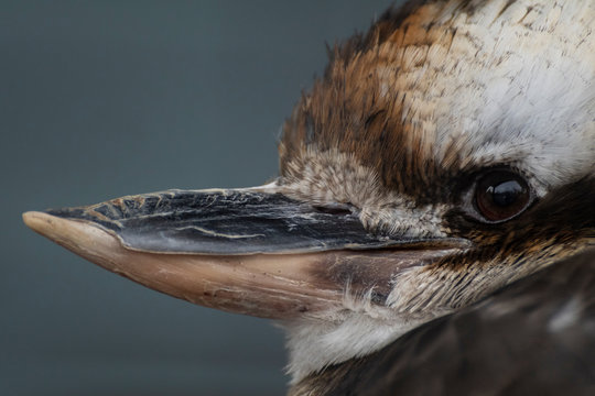 Kookaburra