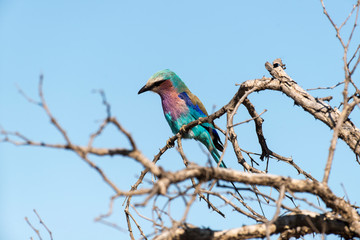 Rollier à longs brins,. Coracias caudatus, Lilac breasted Roller