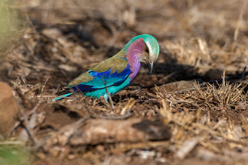 Rollier à longs brins,. Coracias caudatus, Lilac breasted Roller