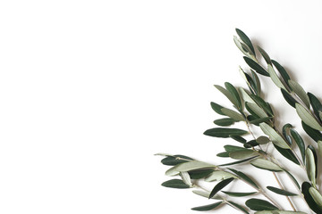 Floral composition of green olive tree leaves and branches isolated on white table background. Botany styled stock flat lay image, top view. Copy space, no people. Summer Medditeranean frame.