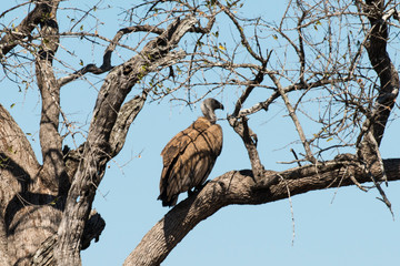 Vautour charognard,.Necrosyrtes monachus, Hooded Vulture
