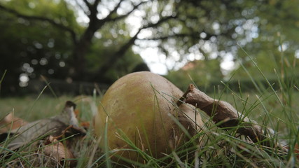 apple on grass