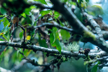 Coffee beans on the tree