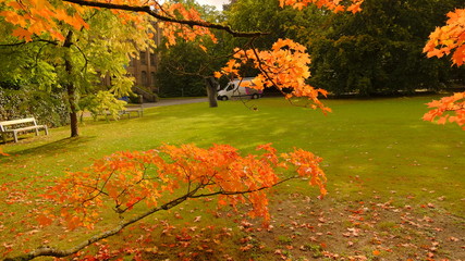 autumn in the park
