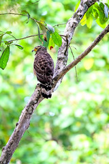 Crested serpent eagle in a tropical forest in Borneo, Sabah, Malaysia