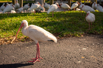 A Shot of a Male American White Ibis With More in the Background