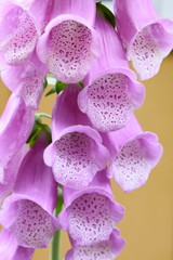 Close-up on pink foxglove flower of the poisonous plant Digitalis purpurea © hhelene