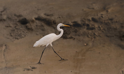 egrate on a sandy briver bank on ganges