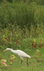 eagrate enjoying in monsoon