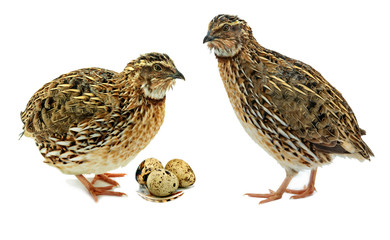 Adult quail and their eggs isolated on white background
