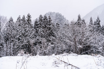 Winter Snow on Tree,Fir branch with ice and frost on forest trees in cold winter park,beautiful natural in cold season, fantastic Beauty world in Shirakawa-Go of vintage japanese village hill pine