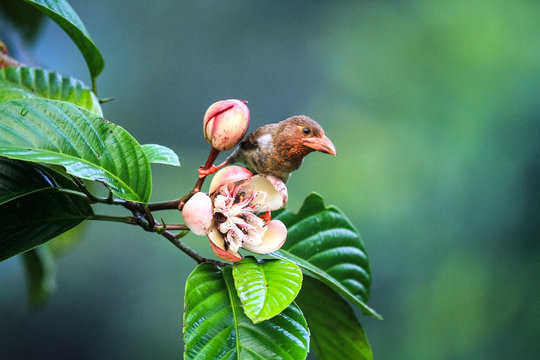 A Small Bird Having Nectar