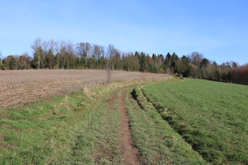 Fototapeta na wymiar Wnderweg in der Natur am Waldrand