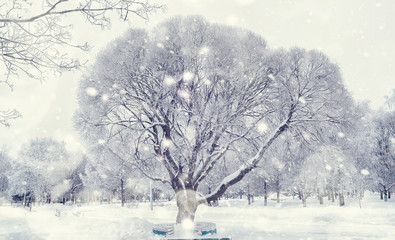 Winter forest landscape. Tall trees under snow cover. January frosty day in the park.