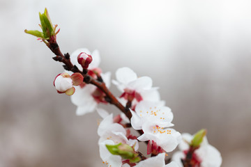 Organic Apricot flower in bloom