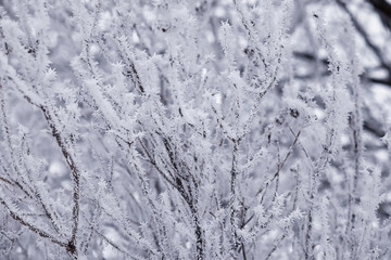 Winter forest landscape. Tall trees under snow cover. January frosty day in the park.