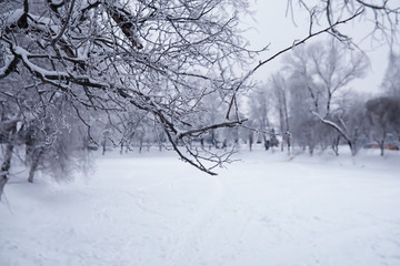 Winter forest landscape. Tall trees under snow cover. January frosty day in the park.