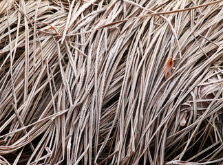 Blades of grass in the wintertime