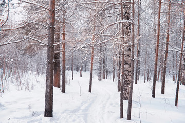 Winter forest landscape. Tall trees under snow cover. January frosty day in the park.