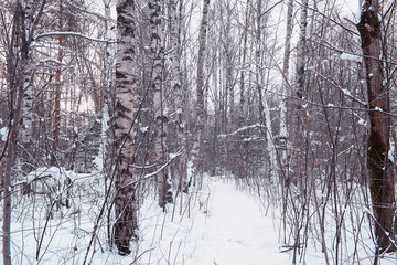 Winter forest landscape. Tall trees under snow cover. January frosty day in the park.