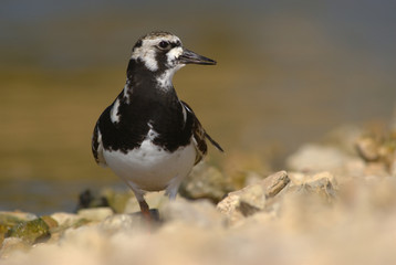 Ruddy turnstone  - Rola do mar - Arenaria interpres
