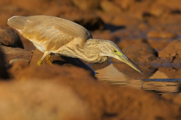 Squacco Heron - Papa-ratos Ardeola ralloides