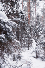 Winter forest landscape. Tall trees under snow cover. January frosty day in the park.