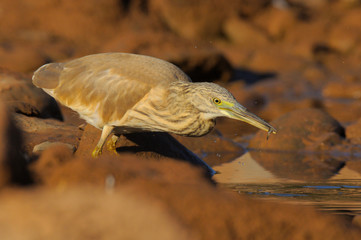 Squacco Heron - Papa-ratos Ardeola ralloides