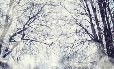 Winter forest landscape. Tall trees under snow cover. January frosty day in the park.