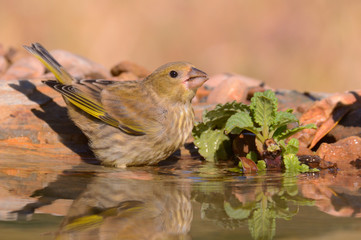 Greenfinch - verdilhão - Carduelis chloris