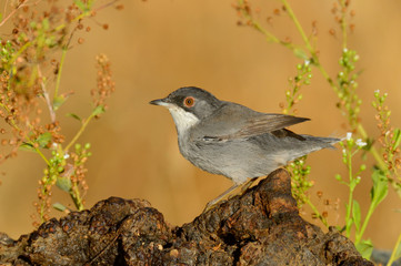 Sardinian warbler - Toutinegra cabeça preta -  Sylvia melanocephala