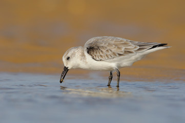 Obraz premium Sanderling - Pilrito praias - Calidris alba