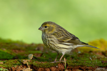 European Serin - Chamariz - Serinus serinus