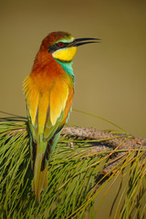 European Bee eater - Merops Apiaster - Abelharuco