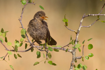 Melro Preto - European blackbird - Turdus merula
