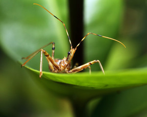 An Assassin Insect on a leaf