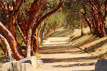 Fototapeta premium Nature