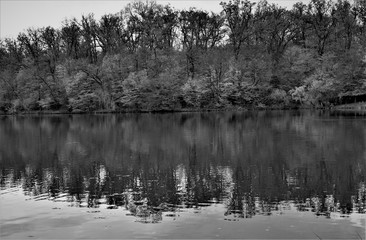 Obraz premium Lake landscape with trees and water reflection