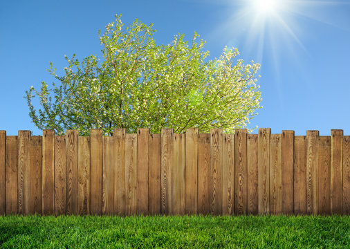 wooden garden fence at backyard and bloom tree in spring