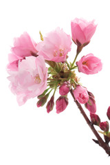 Fototapeta na wymiar 咲き始めの旭山桜