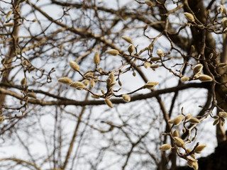(Magnolia stellata) Branches de magnolia étoilé garnies de magnifiques bourgeons soyeux de fin d'hiver
