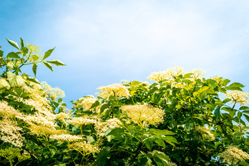 Elderflower blooming in the warm summer days